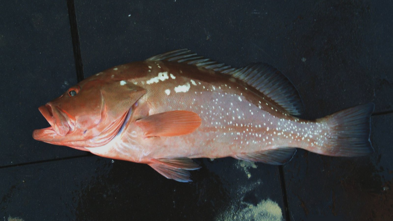 A red grouper displayed on a dark deck.