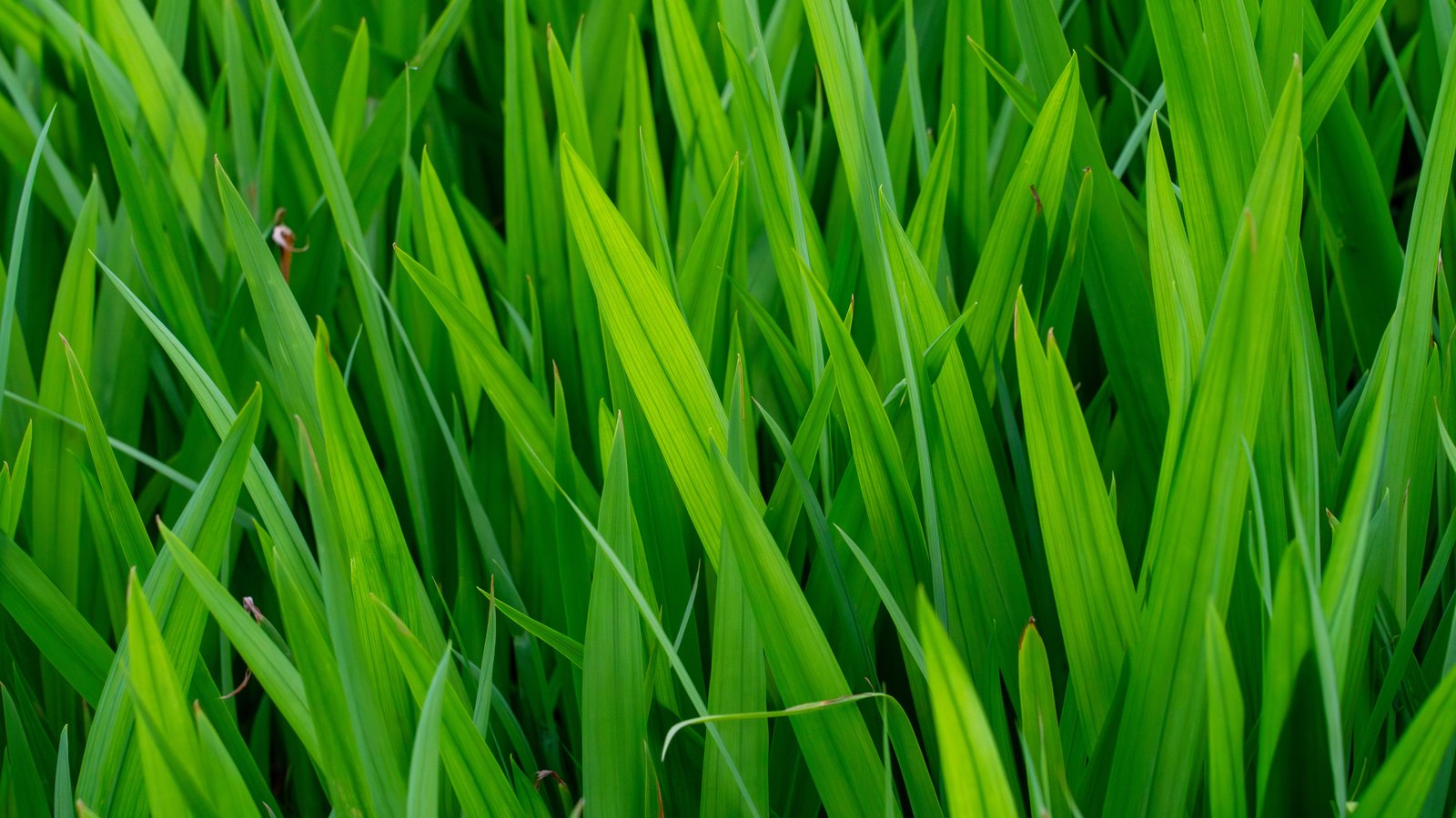 A tight full-frame photograph of dense, narrow, blade-shaped green leaves standing upright and crossing each other at angles, some catching the light as bright yellow-green and others falling away into deep shade. No text, signage, brand marks, people, vehicles, road or horizon are in view. A generic photograph of blade-like foliage, not a photograph of Alligator Alley, of the Everglades or of any toll plaza.