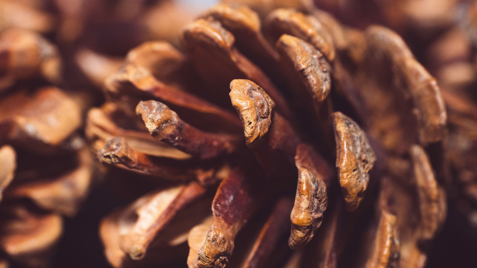 A close photograph of the scales of a pine cone filling the frame, woody and reddish brown, the scales overlapping in curving rows with their blunt tips catching the light and the edges of the frame falling away out of focus. It is used as a generic illustration. No text, brand mark, person, building or place is in view.