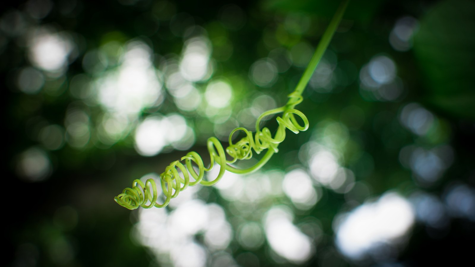 A single green vine tendril curled into a tight spiral, held sharp against a dark background of leaves and bright out of focus highlights.