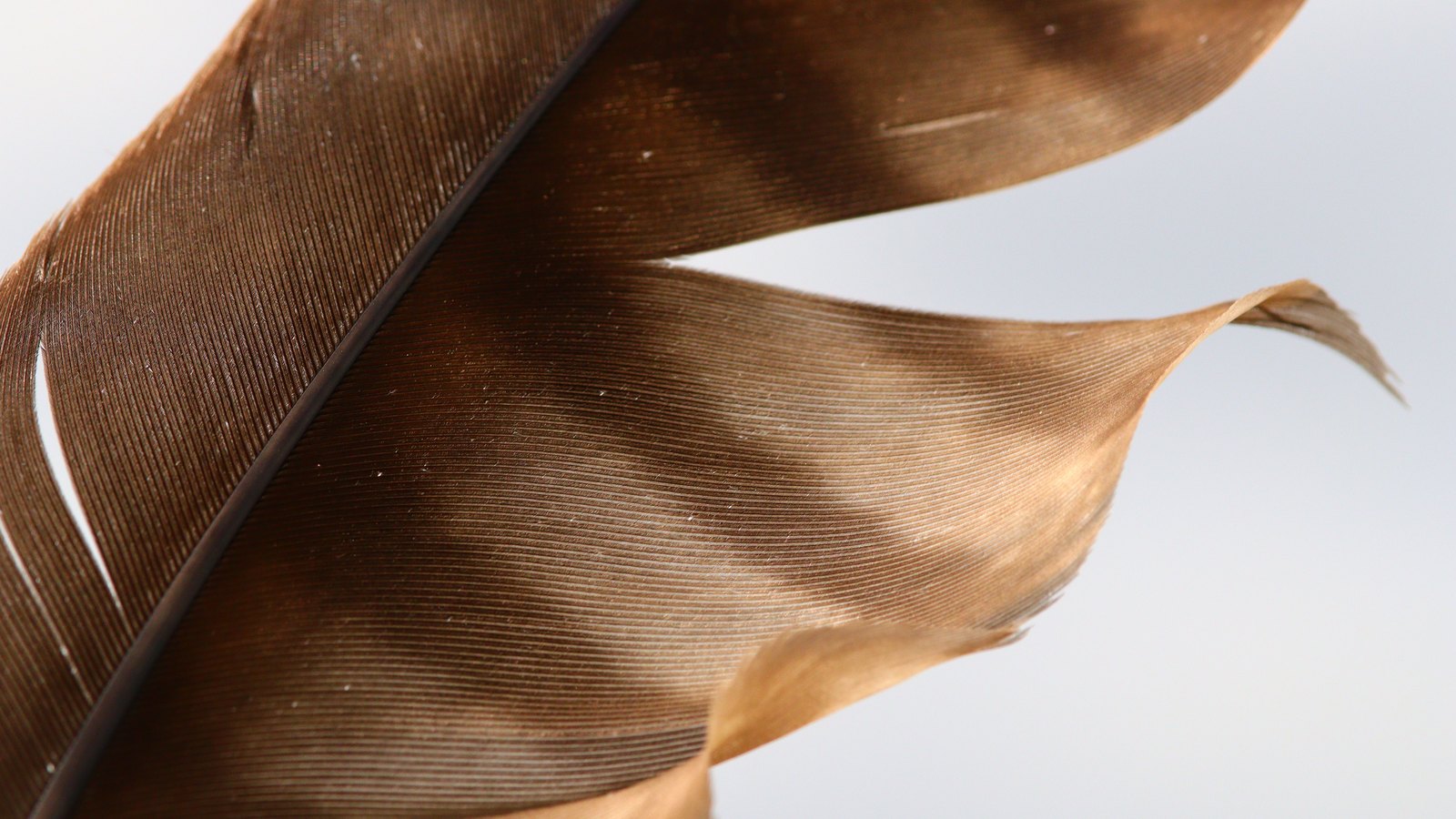 A close photograph of a single brown feather against a plain pale grey background, the dark central shaft running from the lower left to the upper right and the barbs separating into three soft curved fronds that lift away toward the right of the frame. No object, person, marking or lettering is in view.