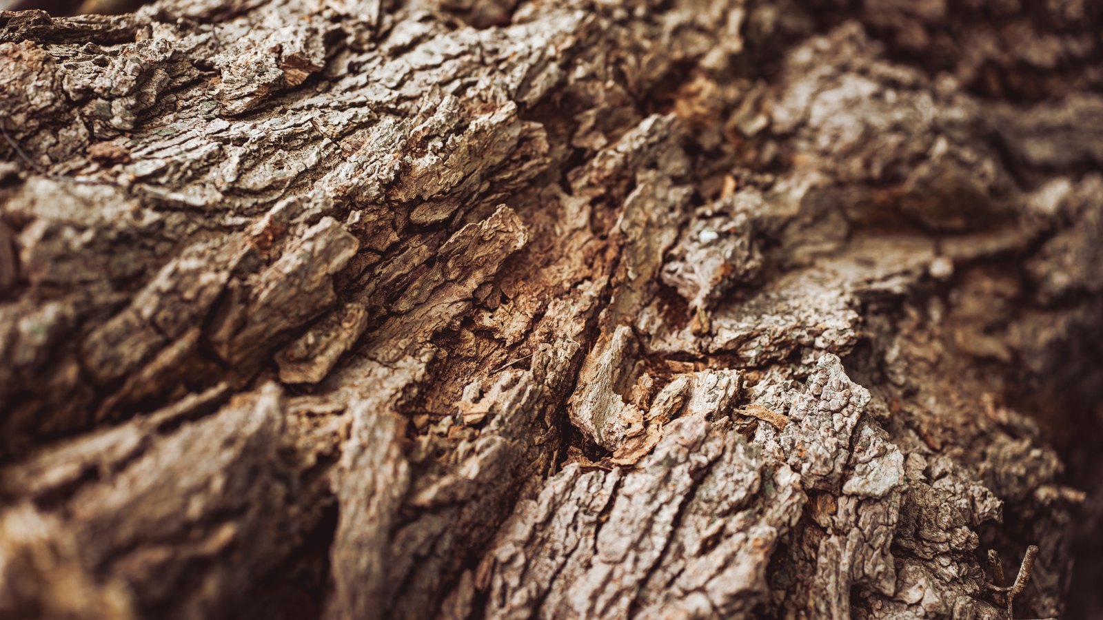 A close photograph of rough tree bark filling the frame, the surface broken into overlapping brown and grey plates divided by shallow furrows, with a few small pale flecks caught in the crevices. No person, vehicle, building, sign, lettering or brand mark is in view.