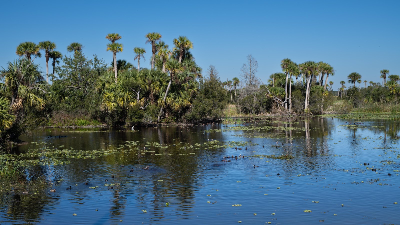 A still Florida wetland pond ringed by cabbage palms under a clear blue sky, with no people in the frame. Stock photo, not a photograph of this event.