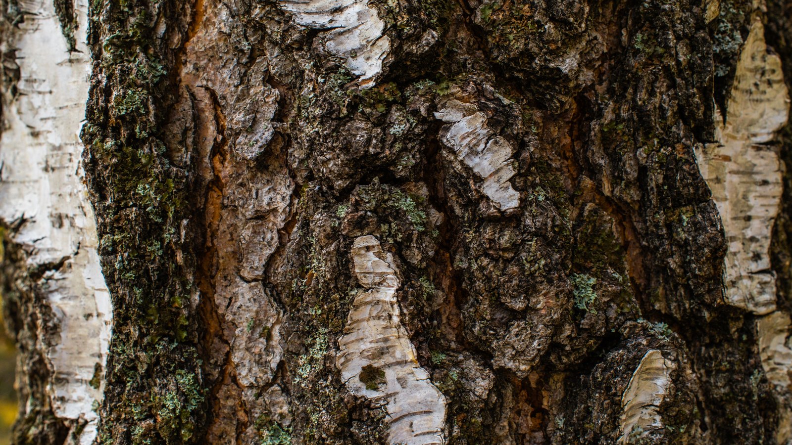 A close photograph of a birch trunk filling the whole frame, dark deeply fissured bark crossed by curling pale white strips and patches of grey green lichen. No text, markings, brand marks, people, buildings or signs are in view. A generic natural close-up, not a photograph of any bank, branch, courtroom or document.