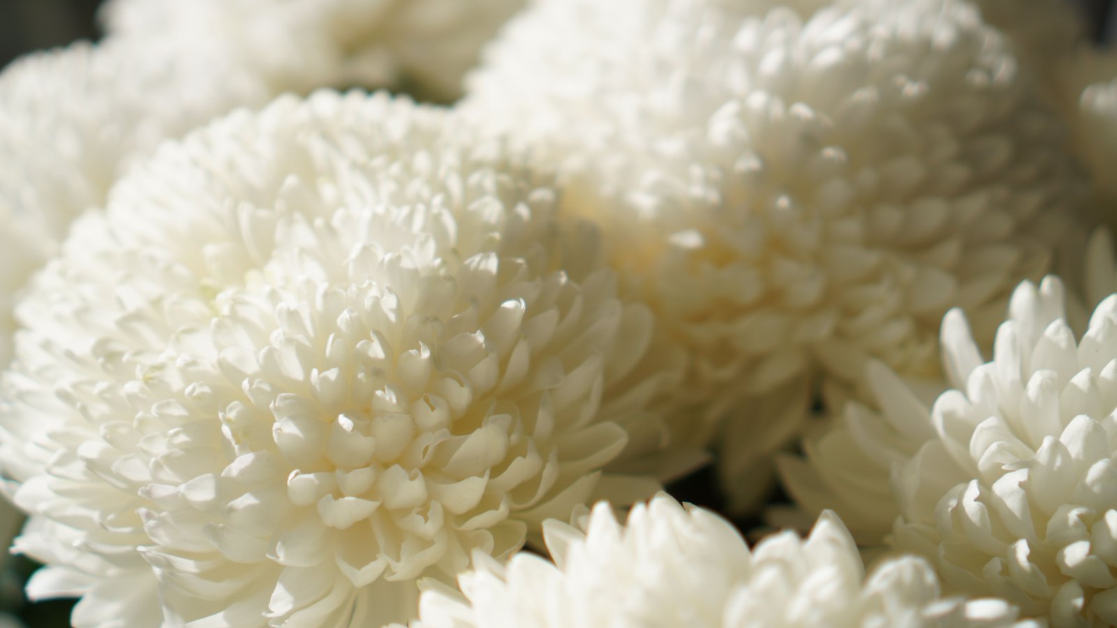 Close macro of cream white chrysanthemum blooms filling the frame, their tightly curled petals lit softly from the left and falling out of focus behind.