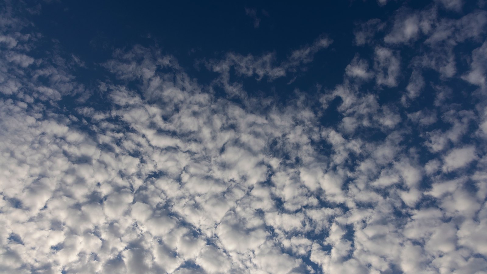 A high sky filling the whole frame, packed with hundreds of small white cloud tufts in loose rows. The blue behind them is deep and almost unbroken across the top of the picture and progressively hidden towards the bottom, where the tufts run together into a pale continuous layer. No horizon, land, sun, bird or aircraft appears anywhere in the frame, and there is no lettering.