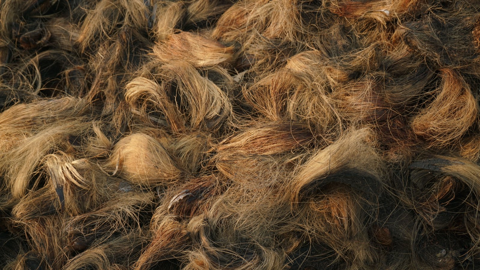 A dense full frame mass of loose coconut husk fibre, coarse golden and rust brown strands lying in overlapping tufts with a few dark husk fragments among them. No text, lettering, brand mark, person or place is in view.