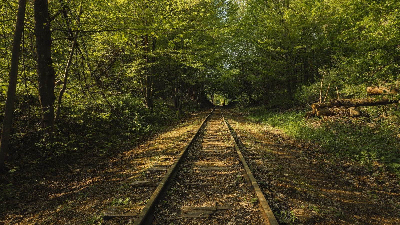 A single disused railway line running away from the camera through dense green woodland, its wooden sleepers weathered pale and half buried under leaf litter and low weeds, with sunlight breaking through the canopy onto the rails. No people, no buildings, no signage and no place name are in the frame. It is a stock photograph of an unused rail corridor and not a photograph of the Bonita Estero corridor.