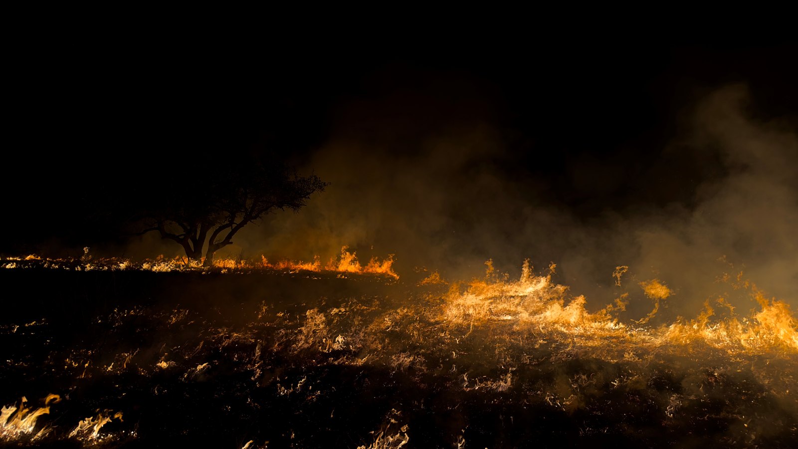 A low line of flame creeps across flat open ground at night, burning through dry grass and leaving dark scorched earth in the foreground, with pale smoke drifting up into a black sky and the silhouette of a single low spreading tree on the horizon. No people, vehicles, buildings, signage or lettering appear in the frame. It is a stock photograph of a grass fire at night and not a photograph of this event.