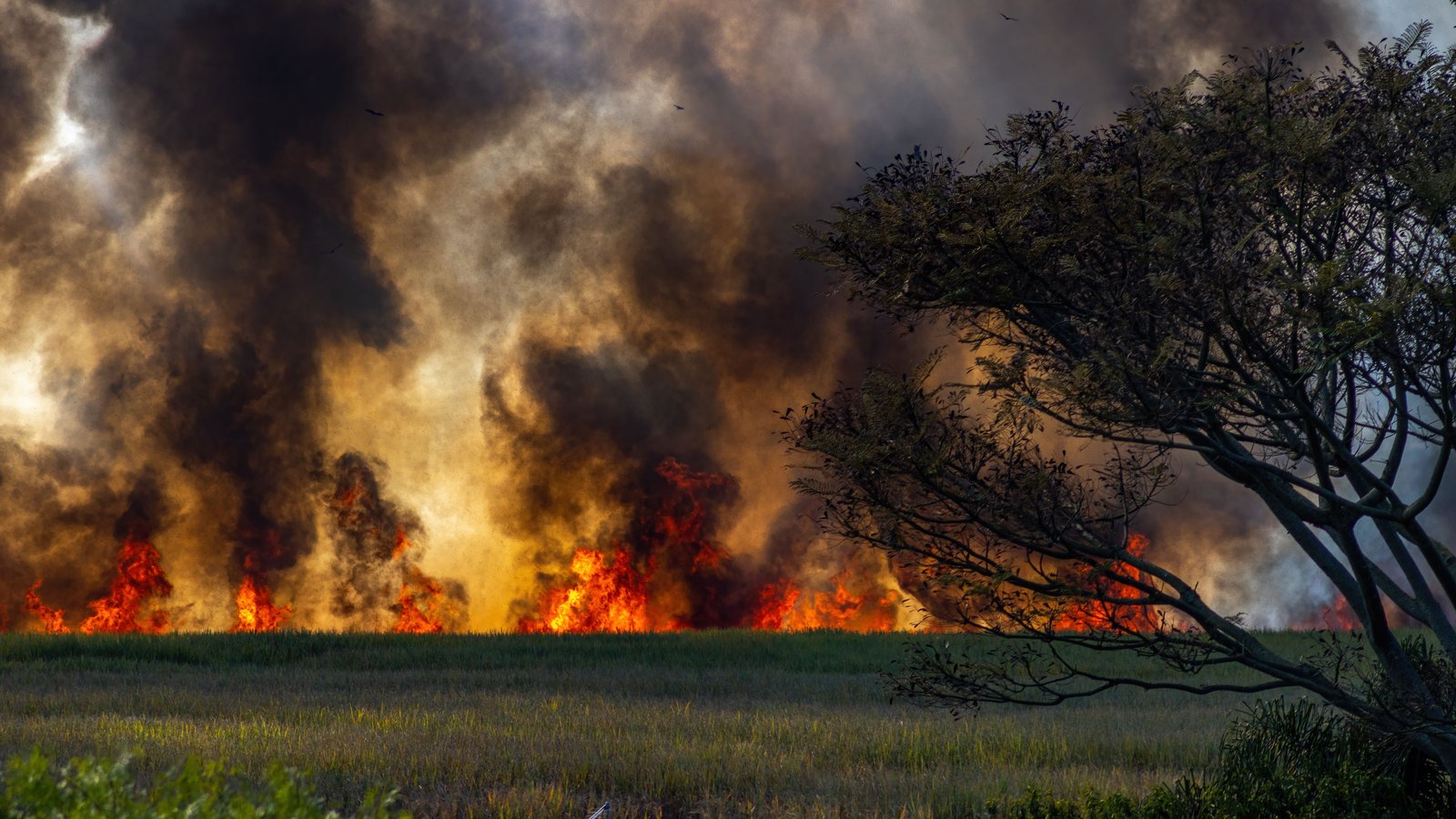 A flame front burning along the far edge of a flat green grass field, throwing up a wall of dark smoke lit orange from below, with a low windswept tree in the right foreground. No people, vehicles, signage, lettering or landmarks appear anywhere in the frame. Stock photograph, not a photograph of this event.