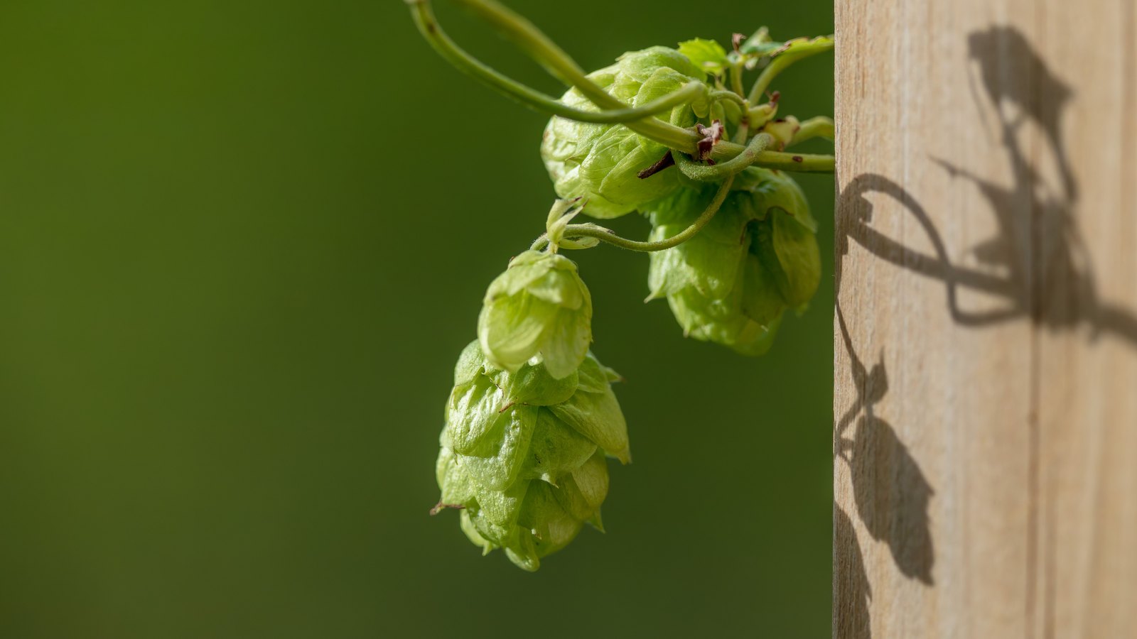 A cluster of pale green hop cones hanging from a curling vine against a blurred green background, with a sunlit timber post at the right of the frame carrying their shadow.
