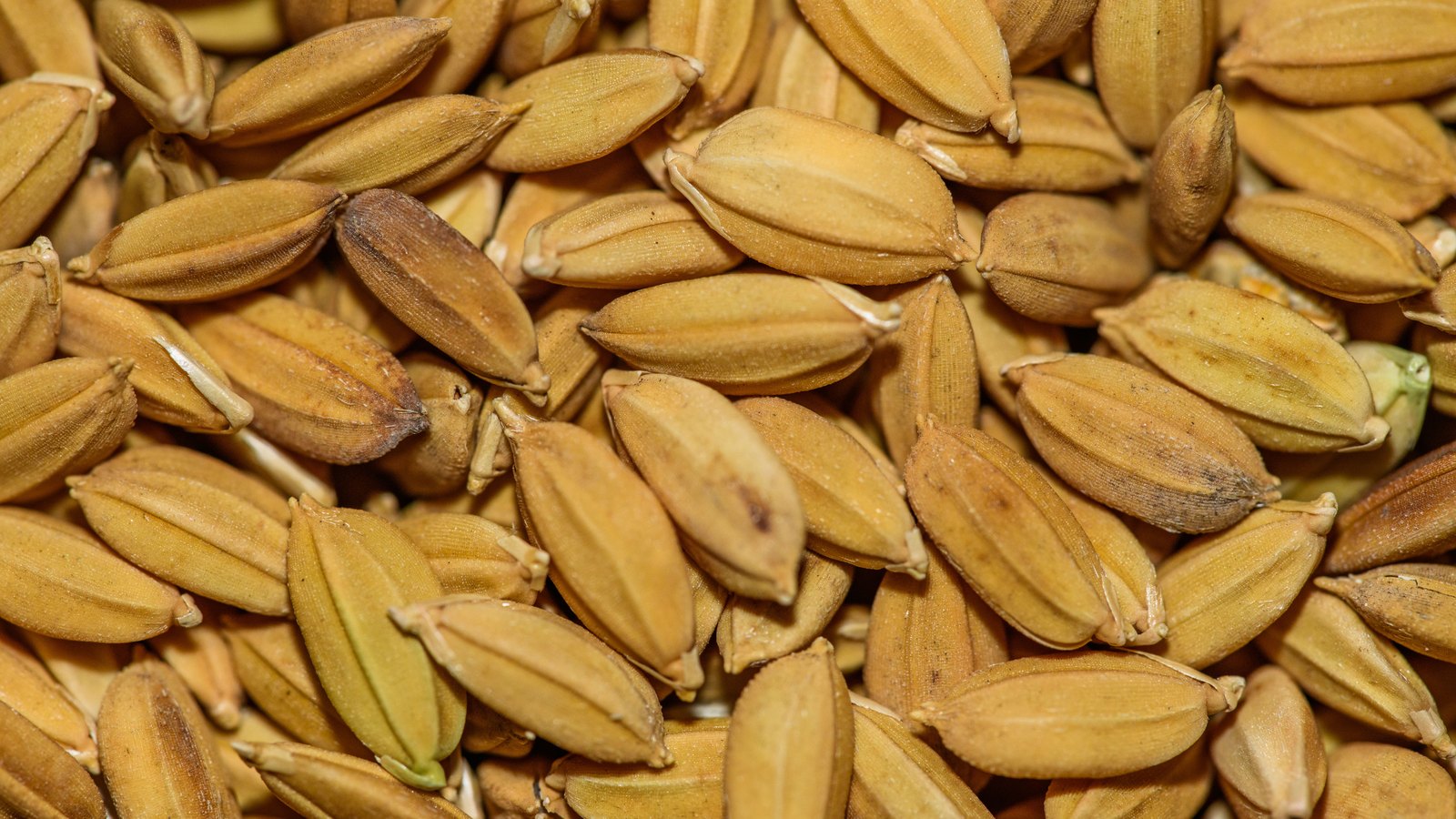 A photograph illustrating barley grains closeup.