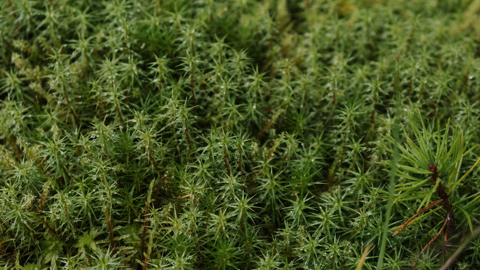 A close photograph of a bank of moss filling the whole frame, hundreds of small star shaped green shoots beaded with dew, with a single conifer sprig at the right edge. It is used as a generic illustration. No text, brand mark, person, building or place is in view.