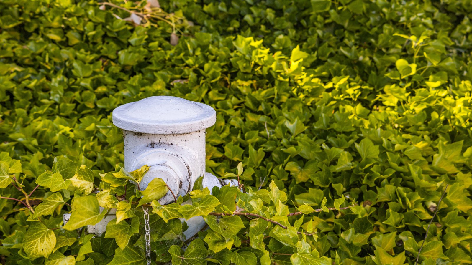 A white fire hydrant is partly surrounded by green ivy, not a photograph of this advisory.