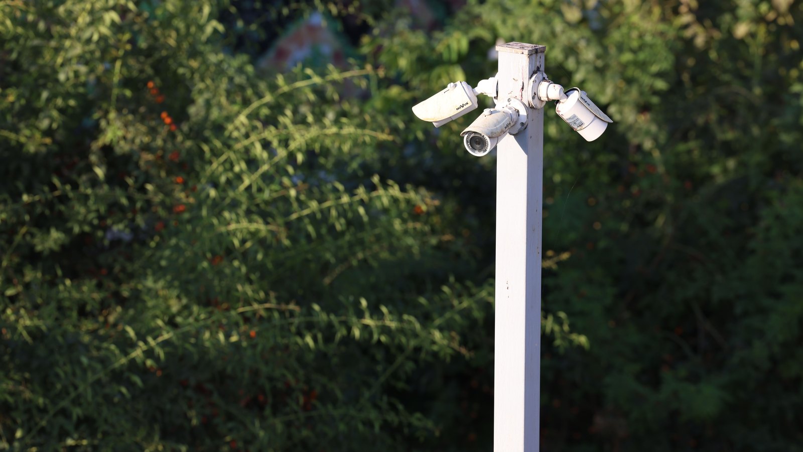 Three small white bullet shaped surveillance cameras clustered at the top of a single slim white square pole, facing in different directions, photographed against a background of dense sunlit green foliage thrown out of focus, with no people, vehicles, buildings, number plates, signage, text or brand marks legible in the frame. A generic illustration, not a photograph of the Cape Coral cameras.