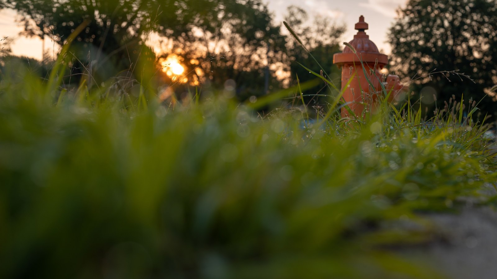 A low angle photograph of a red painted fire hydrant standing in long uncut grass, shot towards a low sun that is breaking through a line of trees behind it, with the nearest grass thrown out of focus across the foreground. There are no people, no text, no signage, no brand marks and no landmark by which any place could be identified. A generic illustration of municipal water infrastructure, not a photograph of Cape Coral, of Southeast Van Loon Terrace, or of any address inside the boil water area. Its weaknesses are stated rather than glossed: a hydrant is part of the distribution network but is not a water main break and not a boil water notice, the trees and coarse grasses look nothing like Southwest Florida and no palm is visible, and the picture was taken at sunset while the area described here appeared on the map in the middle of the morning.