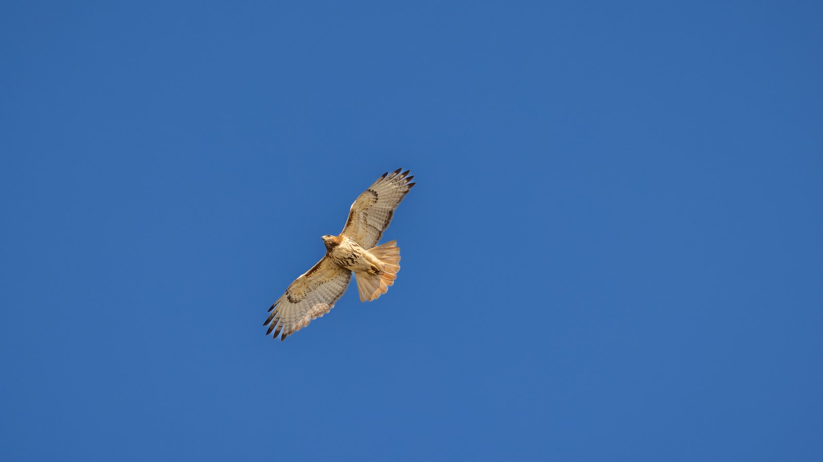 A red-tailed hawk soars against a blue sky, not a photograph of this incident.