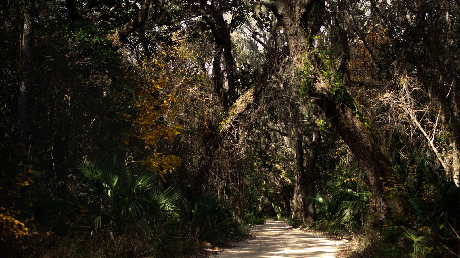 A narrow sand road running through undeveloped Florida woodland, with live oaks draped in Spanish moss overhead and saw palmetto growing along both shoulders.