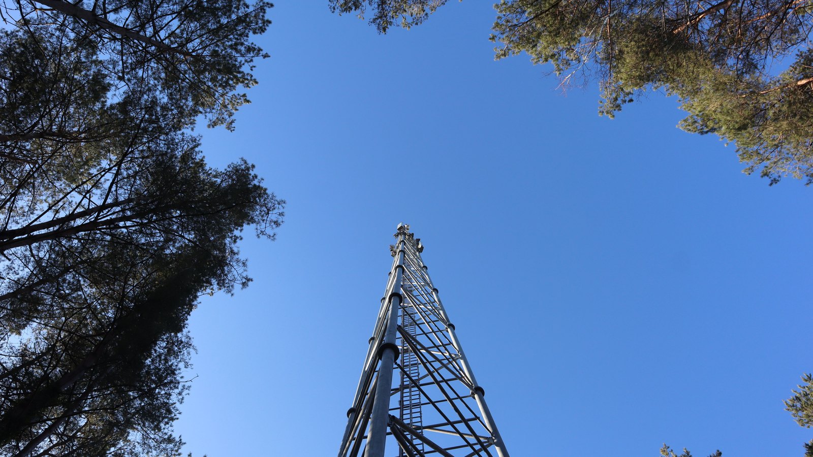 A galvanised steel lattice communications mast seen from directly below, rising into a clear blue sky, with the tops of pine trees framing the corners of the picture. No people, buildings, lettering or logos are in the frame.