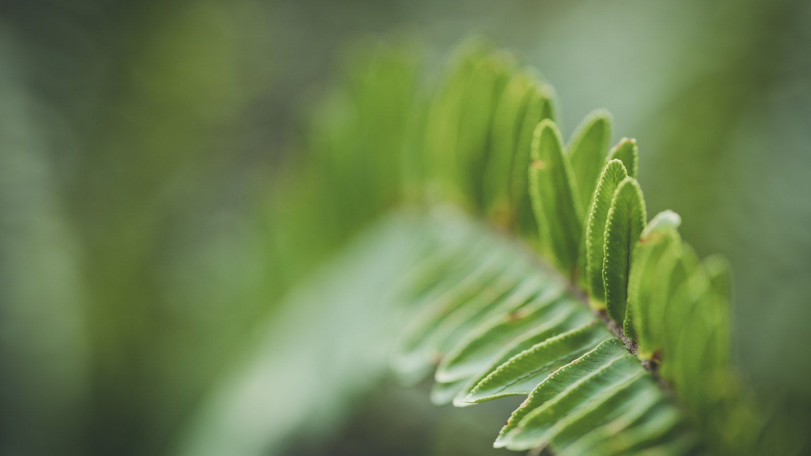 A single green fern frond curving across the right of the frame in sharp focus, its narrow leaflets set in a regular row along the stem, against a soft out of focus wash of green behind. No text, brand mark, person or place is in view.