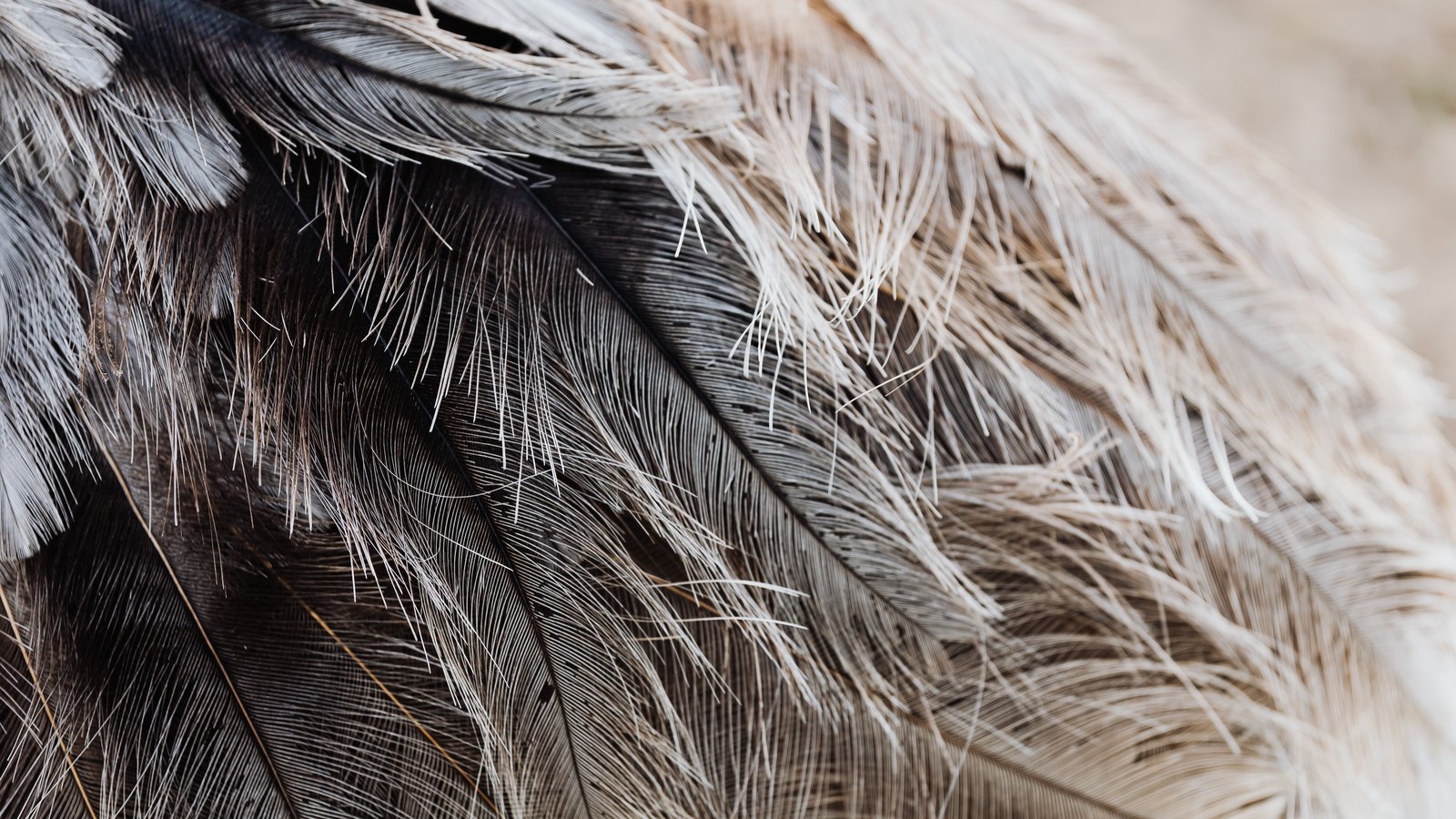 A close photograph of layered bird plumage filling the whole frame, fine cream and grey barbs fanning across darker brown feathers beneath them. No head, eye, beak or body outline is visible, and there is no text, brand mark or background scene.
