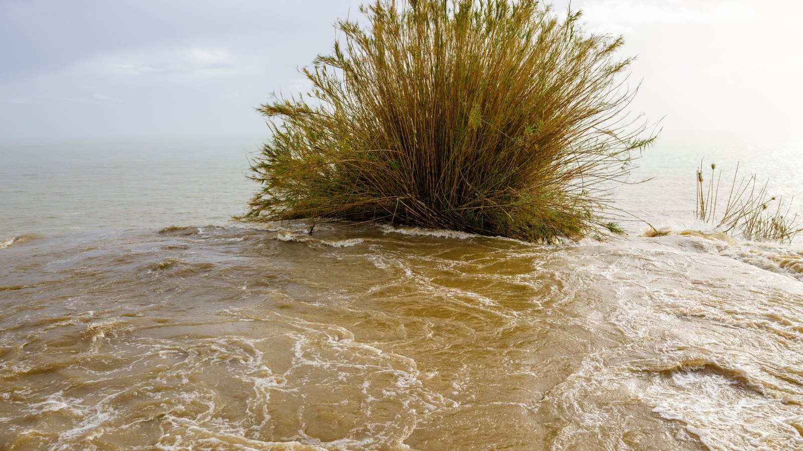 Brown floodwater rushes around coastal vegetation in a generic stock photograph, not a photograph of this event.