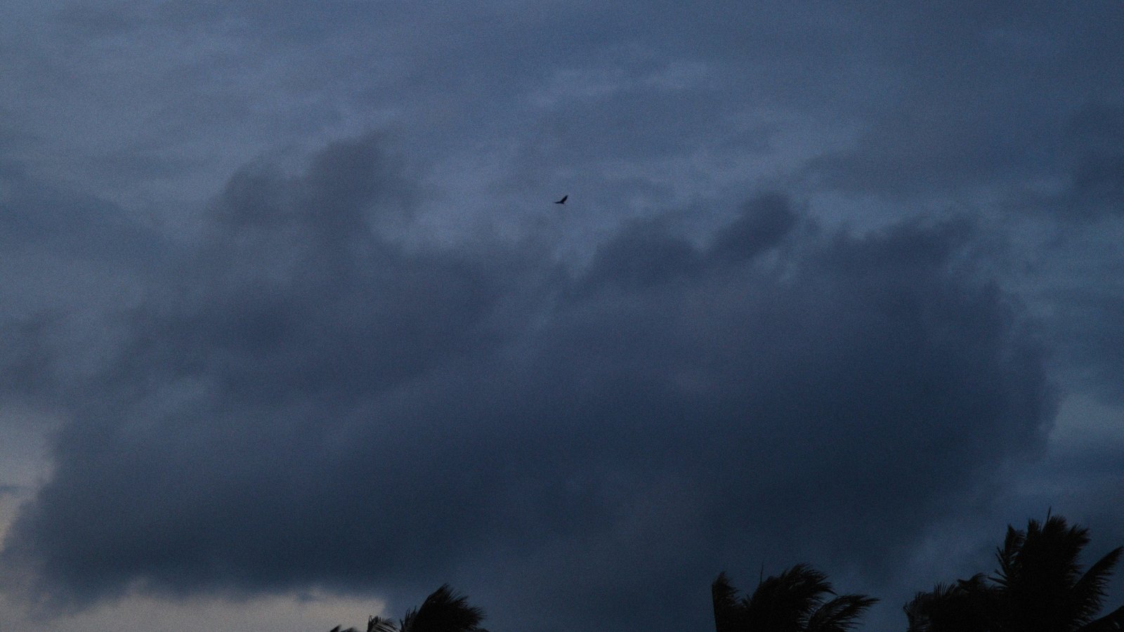 Dark storm clouds gather above palm silhouettes, not a photograph of this storm.