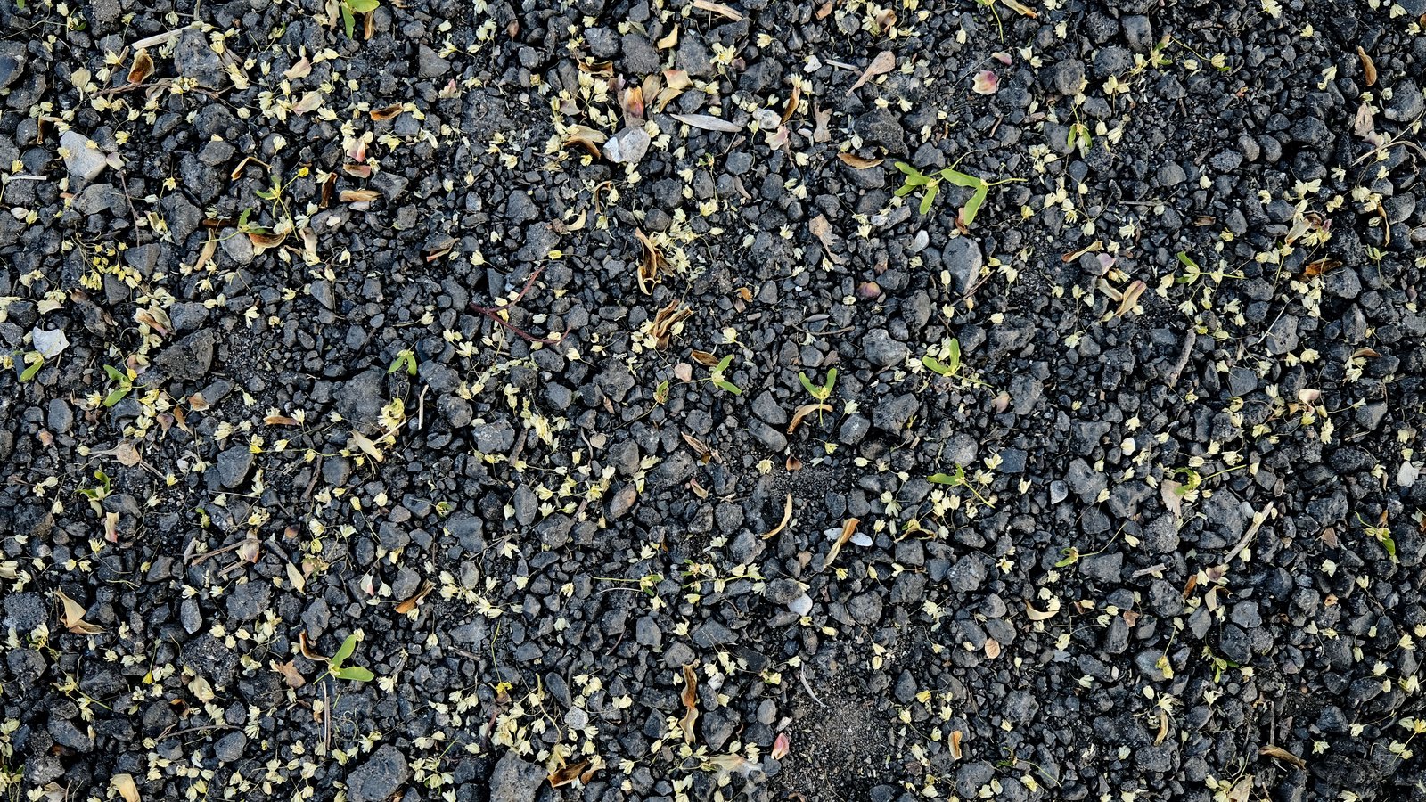 A close overhead crop of dark grey asphalt aggregate, its loose stones and chippings scattered with small pale fallen blossom, dried leaf fragments and a few green shoots. No people, vehicles, road markings, signage or lettering are visible and no place can be identified from it. An abstract surface used as a plain illustration, not a photograph of Davis Boulevard, of Naples or of this crash, and not evidence about the condition of any road.