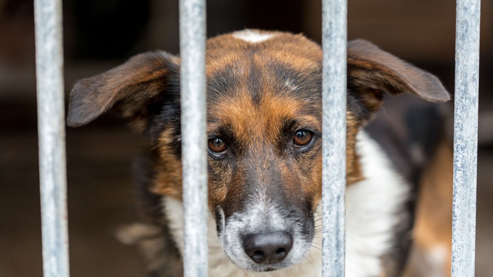 A tan, black and white mixed breed dog standing close behind the vertical galvanised bars of a kennel gate, head raised and looking straight out between two bars, ears part folded, the interior behind it dark and out of focus, no signage or lettering anywhere in the frame. Not a photograph of this event.
