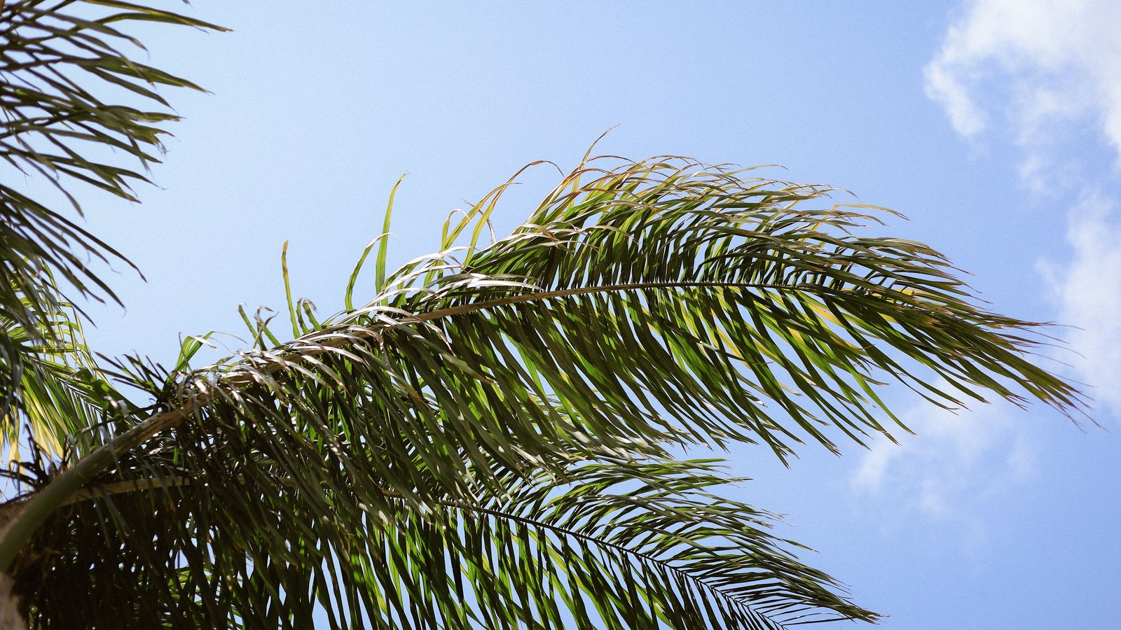 Two long palm fronds reaching in from the left and lower left against a pale blue sky, their narrow leaflets lit from above and showing green with dry yellowed tips. A small section of the trunk top is visible at the lower left corner. A few thin white clouds sit along the right edge. No ground, horizon, buildings, people, signage or text are in view.