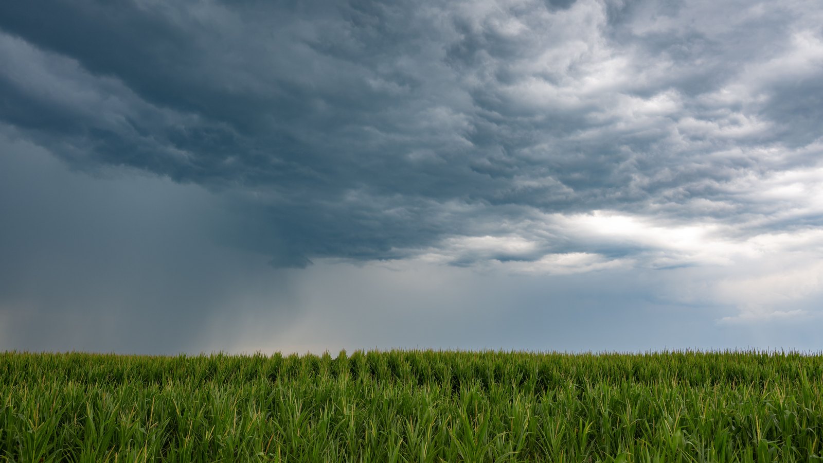 A photograph of a dark grey storm cloud shelf filling the upper frame above a flat green field of tall corn, with a pale shaft of rain falling on the left and a break of light on the right, used as an illustration. It carries no signage, no vehicle and no person, and it is not a photograph of this storm or of Collier County.