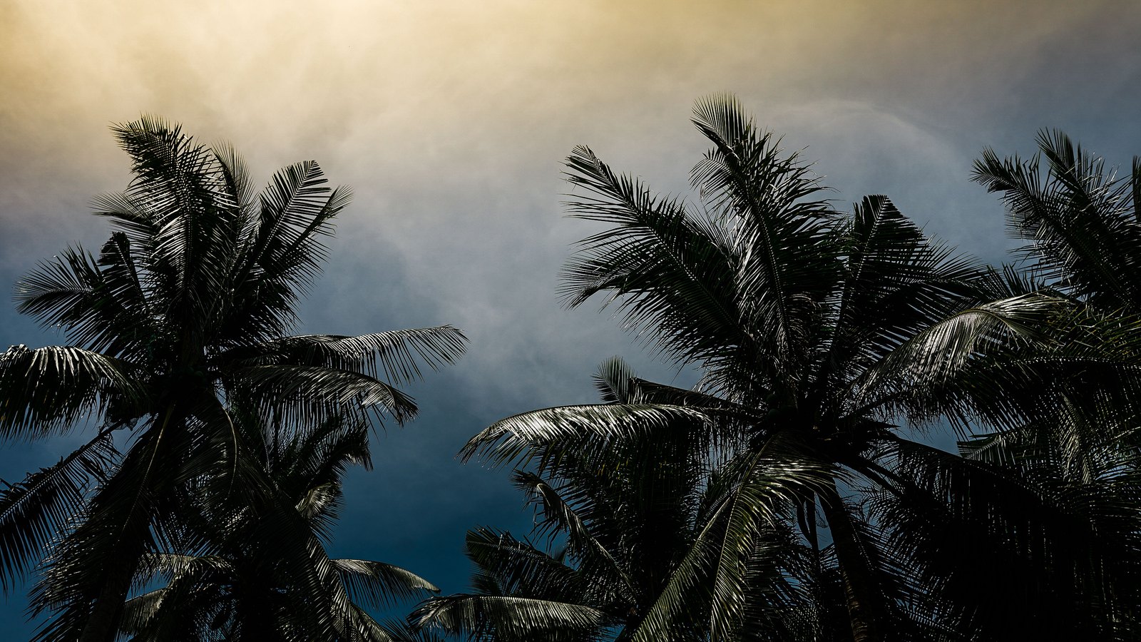 Palm trees beneath dark storm clouds, not a photograph of this weather event.
