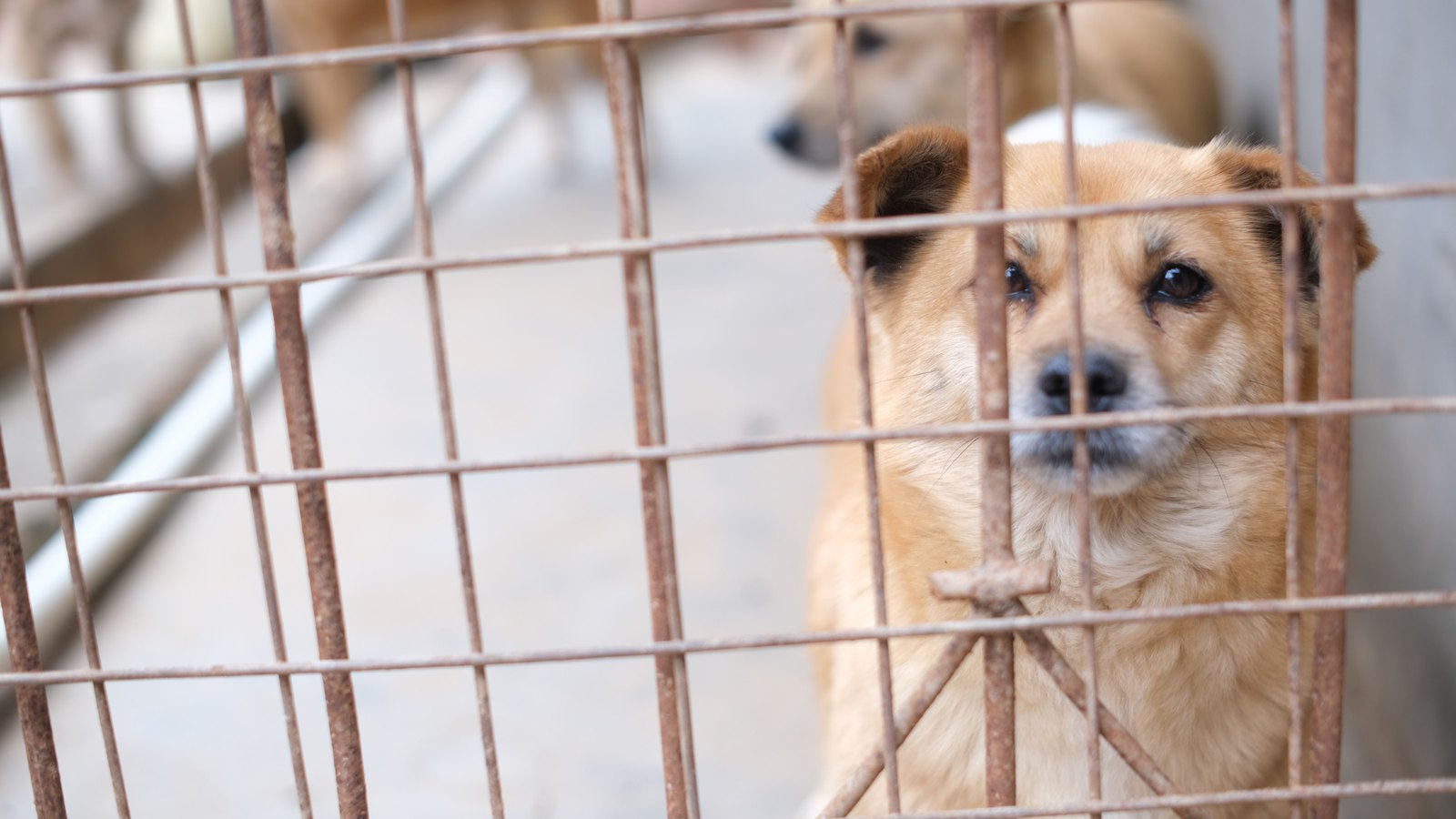 A brown shelter dog looks through a metal kennel gate, not a photograph of the Collier County dog or this incident.