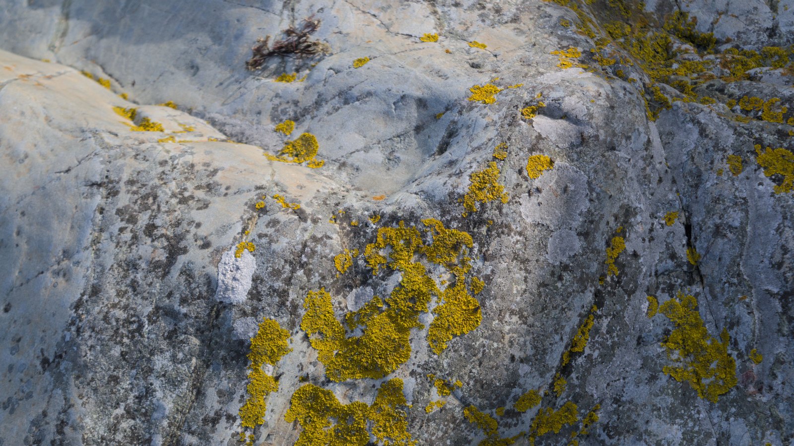 A close photograph of grey rock, the surface broken into shallow ridges and crossed by patches of bright yellow crustose lichen spreading in irregular blotches. No people, buildings, vehicles, text or lettering are visible, and no place can be identified from it.