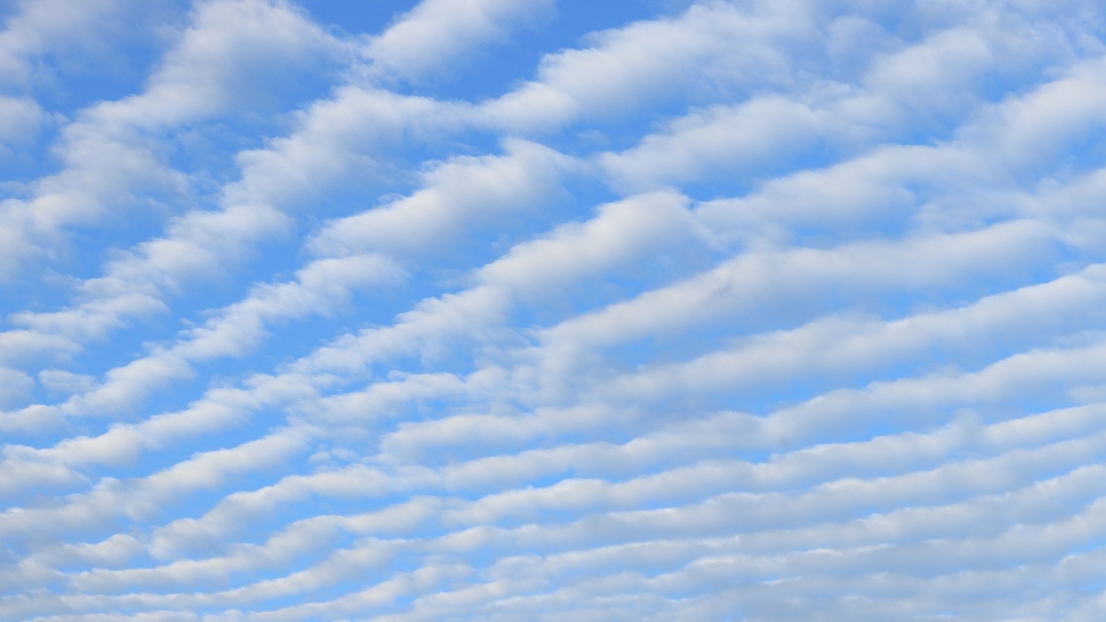 A blue sky filled edge to edge with parallel rows of small white altocumulus clouds running diagonally across the frame.