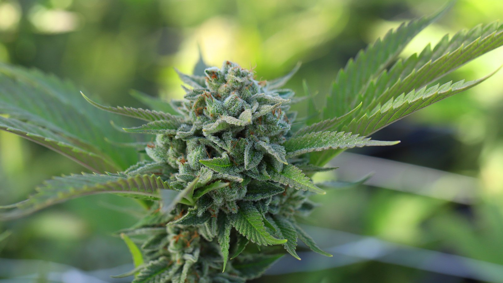A flowering cannabis bud surrounded by green leaves.