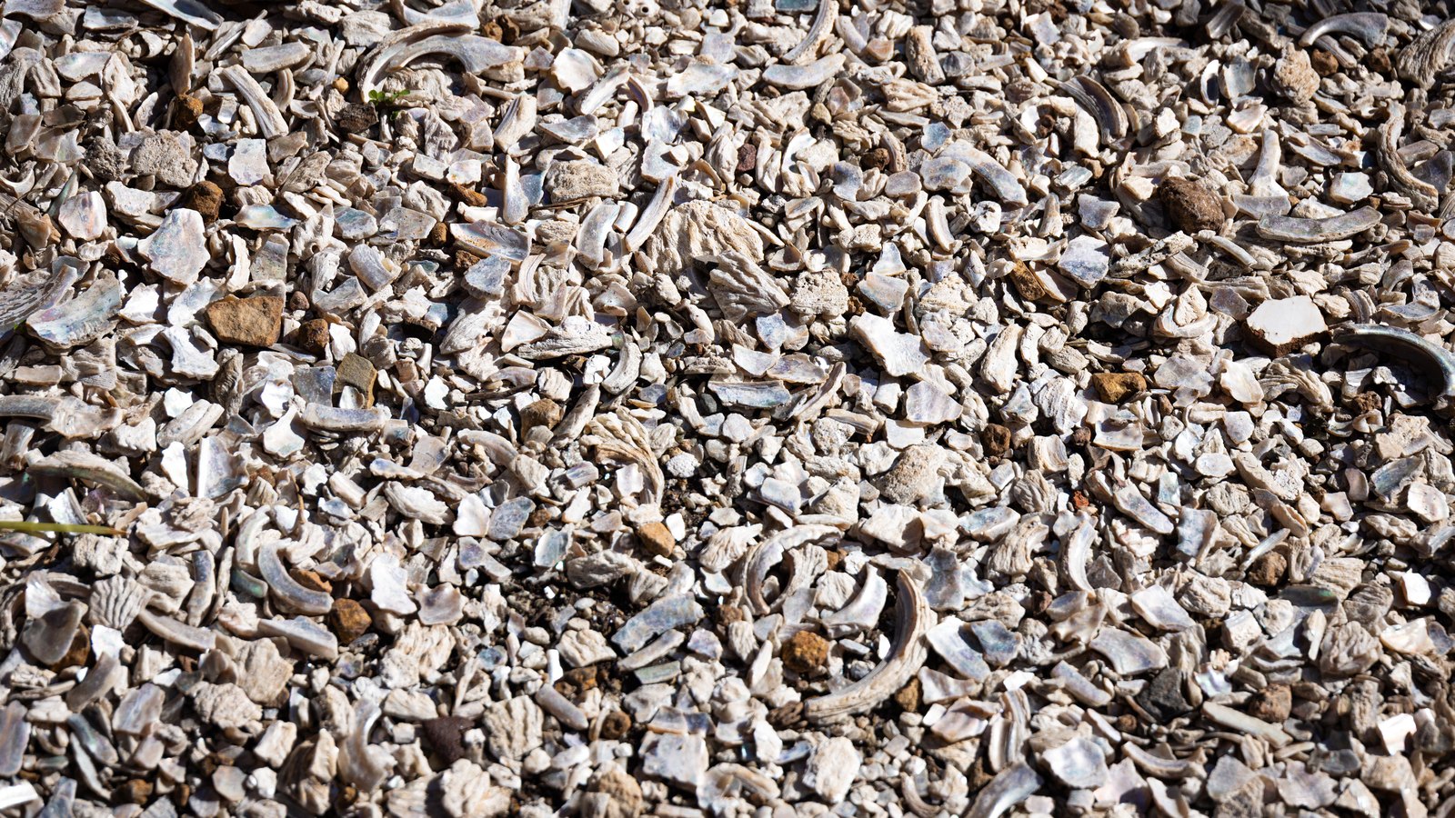 A close photograph looking straight down at a dense bed of broken shell fragments and small pebbles, filling the frame edge to edge. The pieces are chalky white and pale grey with occasional rust brown stones among them, lit hard from one side so each fragment casts a small shadow. No object, person, lettering or brand mark is in view.