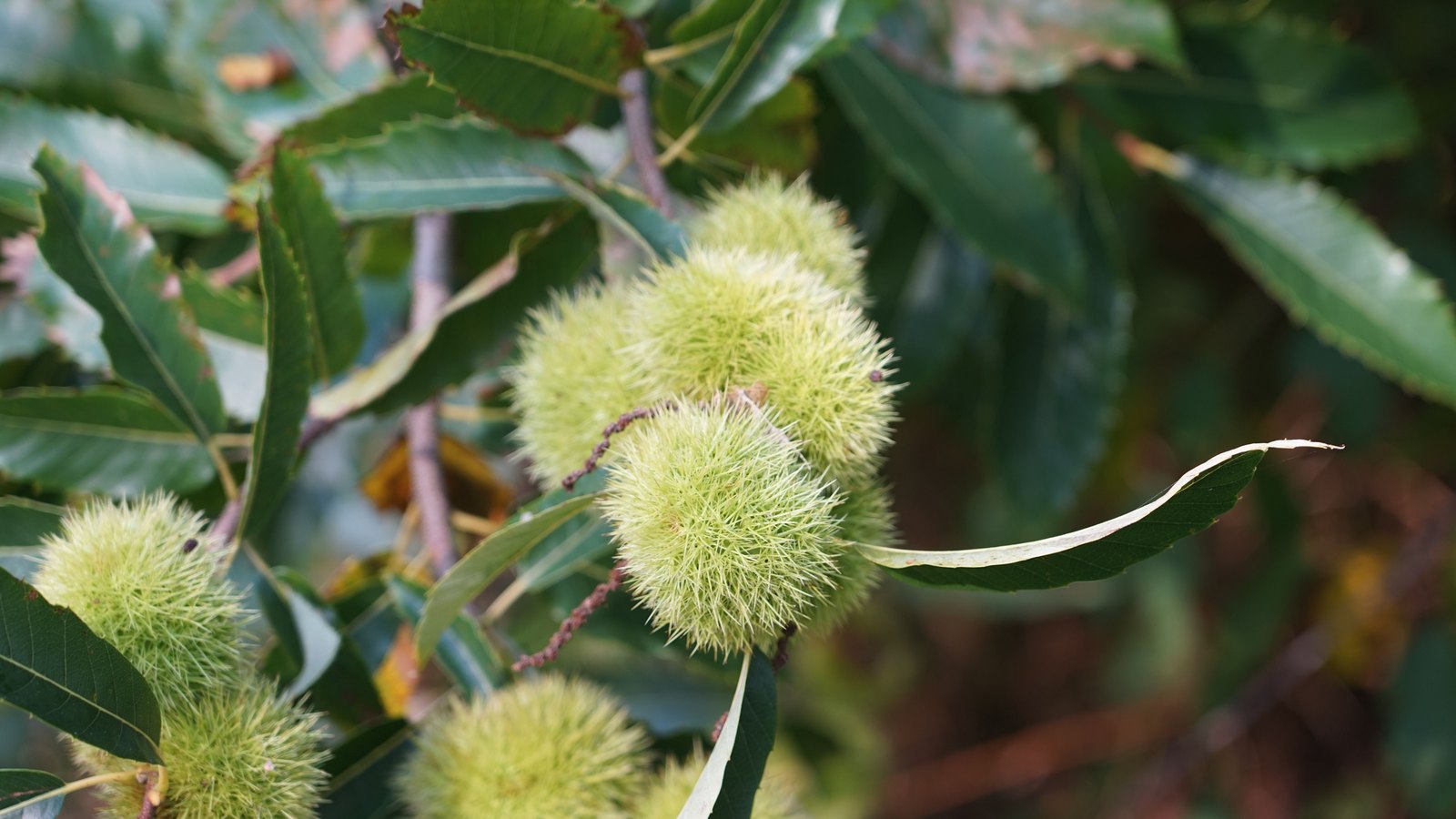 Spiny pale green chestnut burrs clustered on a branch among long toothed chestnut leaves, with more burrs out of focus behind them.