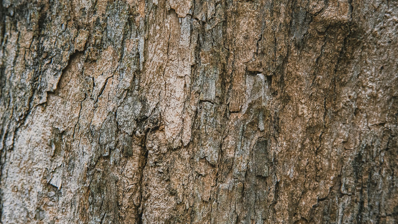 A close photograph of tree bark filling the whole frame, the surface broken into long vertical plates and deep furrows in grey and pale brown, lit from the left so the ridges cast narrow shadows. No leaf, branch, sky, ground, person, text or brand mark is in view.