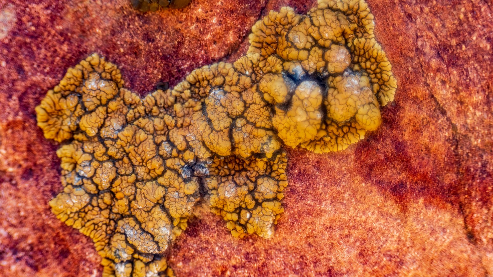 A close photograph of a patch of ochre crustose lichen spreading across a deep red rock surface, the crust broken into rounded lobes divided by dark fissures, with paler grey blooms at the centre of several lobes and the bare speckled rock filling the rest of the frame. No object, person, marking, lettering or brand mark is in view.
