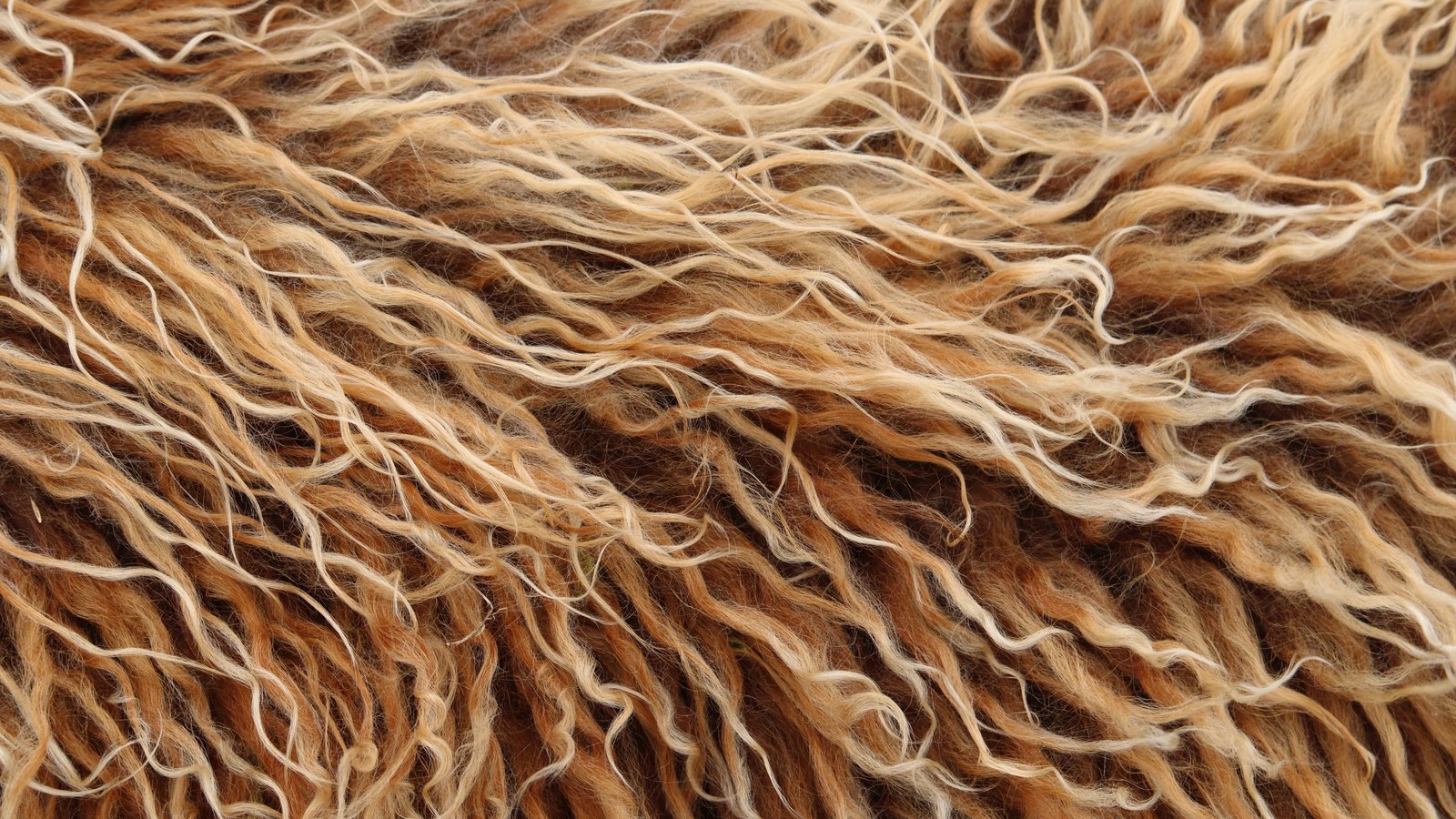 A photograph illustrating sheepskin wool texture.