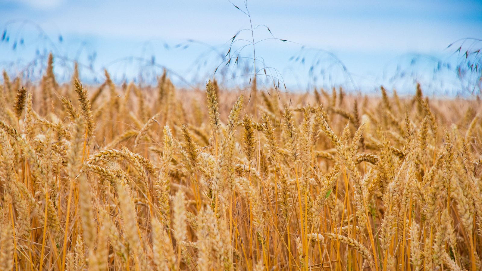 A field of ripe wheat filling almost the whole frame, the heads golden and heavy and a few taller stems standing above the crop, with a narrow band of pale blue sky along the top. No machinery, people, buildings or lettering are in the frame.