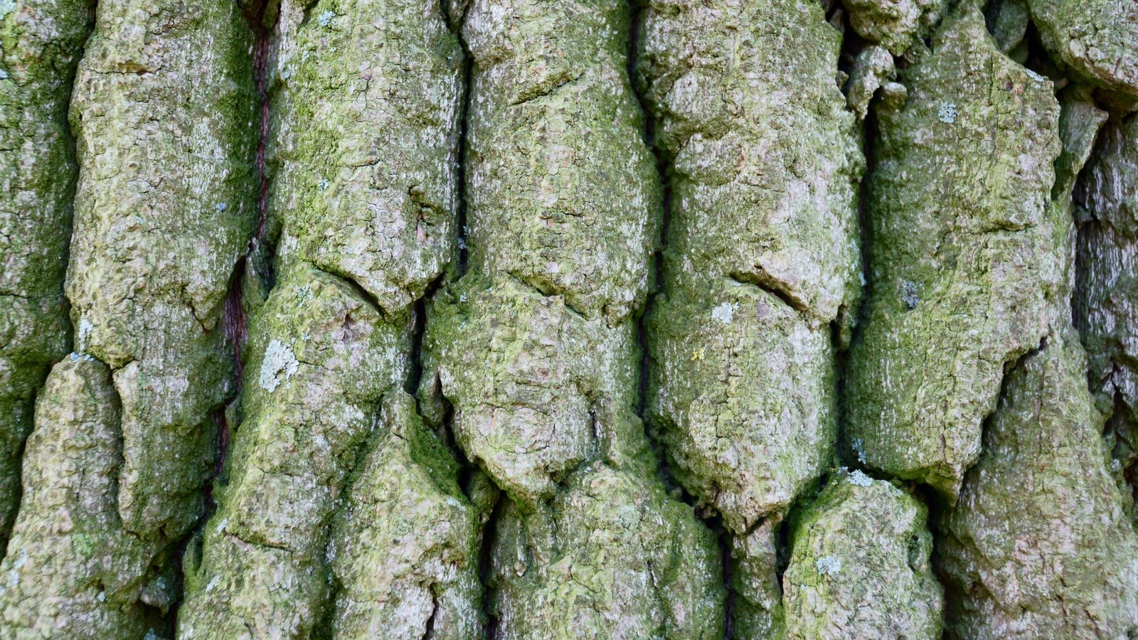 A close photograph of tree bark filling the whole frame, deep vertical ridges of grey brown plate divided by dark furrows and tinted green by moss and pale lichen. No text, brand mark, person, sky or tree outline is in view.