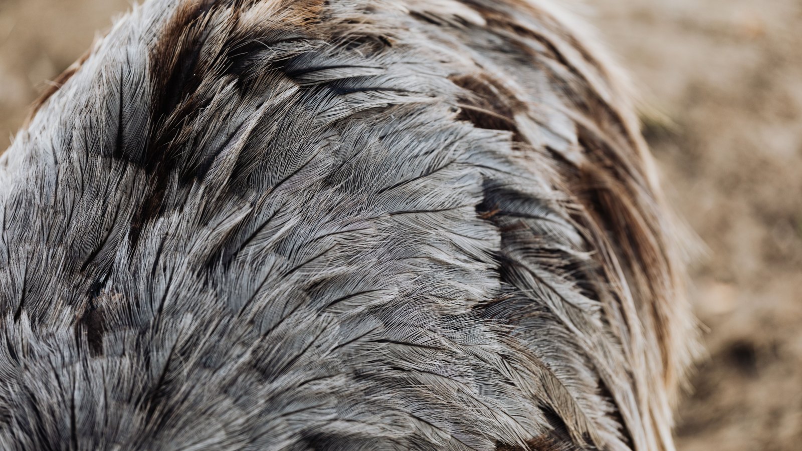 A close photograph of grey and brown plumage filling most of the frame, the soft barbs of each feather lying in overlapping rows and curving away to the right, with dry ground far out of focus behind. No text, lettering, brand mark, object, person or place is in view.