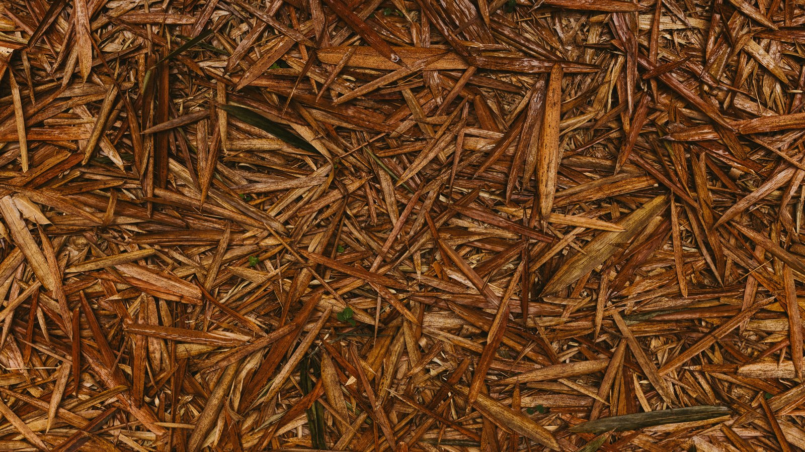 A close photograph of a dense mat of dry plant fibre filling the whole frame. Thousands of narrow reddish brown and tan stalks and split blades lie crossed at every angle, many of them split lengthwise and pale along the broken edges, with a few darker green blades and small gaps of soil showing through. The light is flat and even and nothing is in focus beyond the surface itself. No text, markings, brand marks, people, tools or structures are in view. A generic ground cover close-up, not a photograph of any site, company or document.