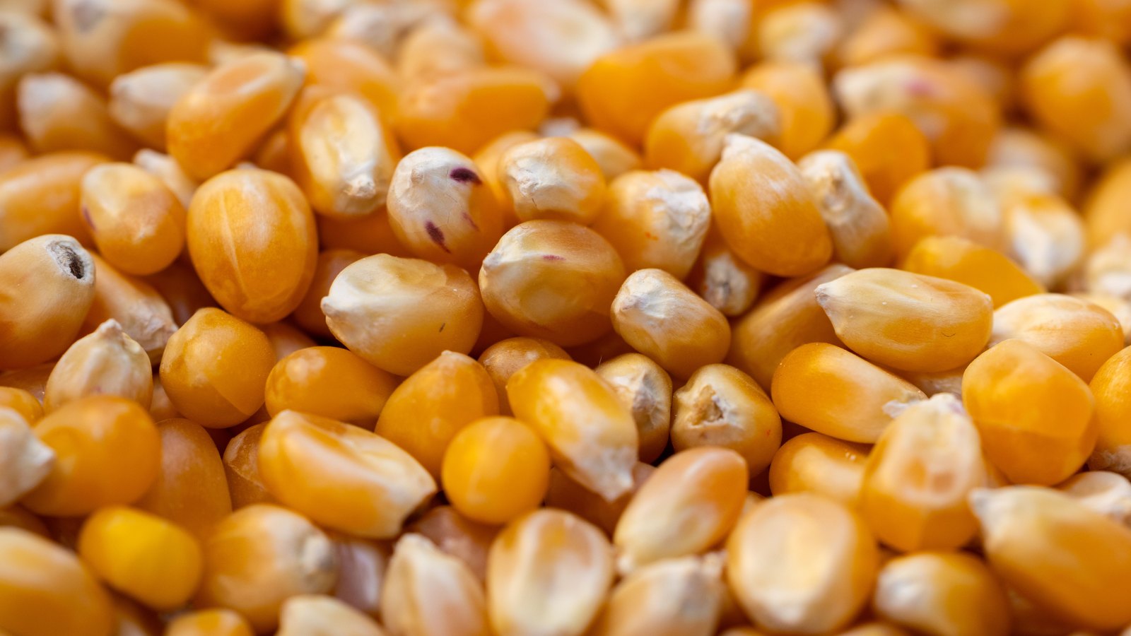 A close photograph of dried yellow corn kernels heaped to fill the frame, each kernel showing the pale pointed tip where it was attached to the cob, the colour running from deep orange through to cream. No container, person, lettering or brand mark is visible.
