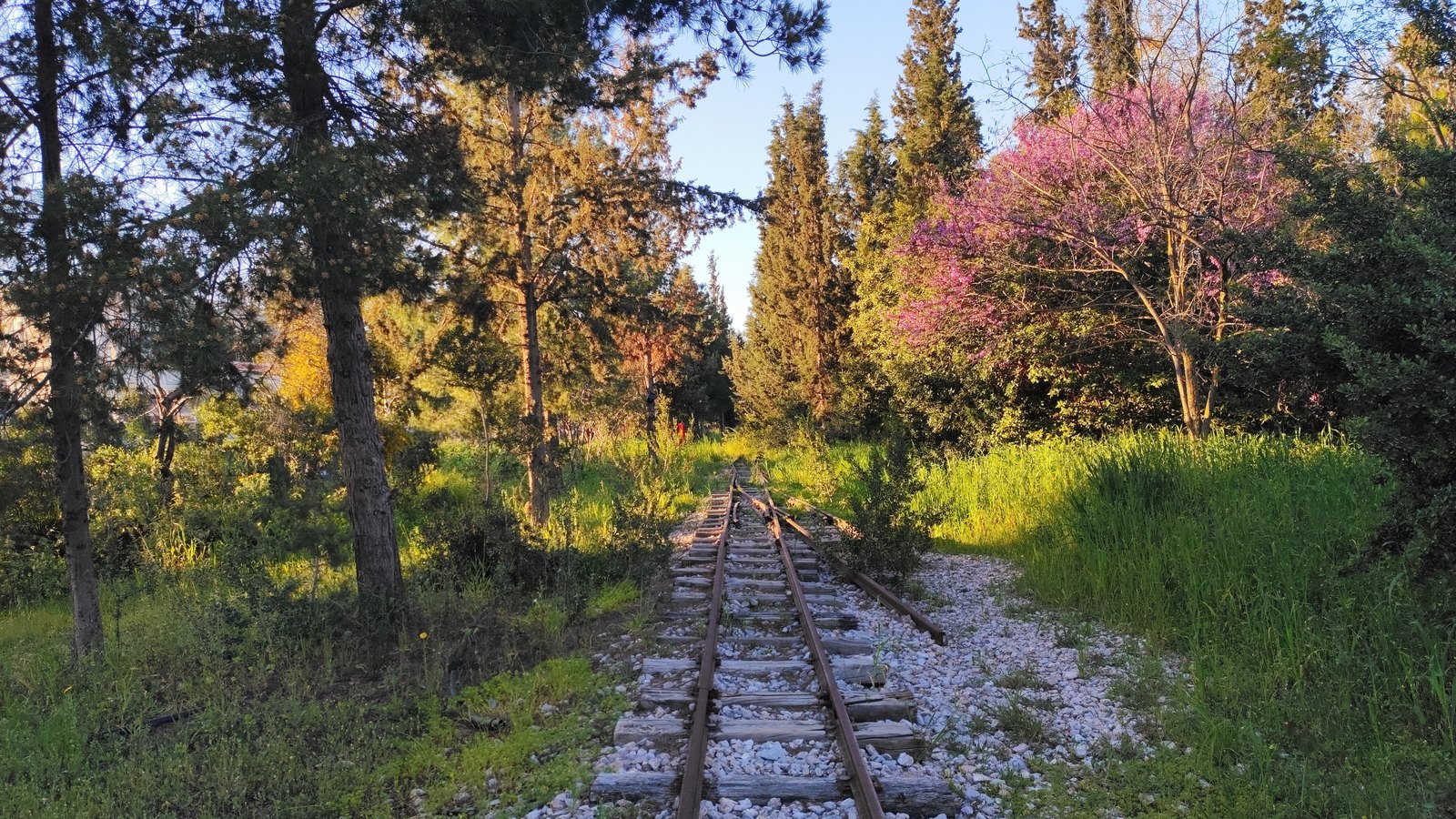 An overgrown railway line running through green trees, not a photograph of this event.