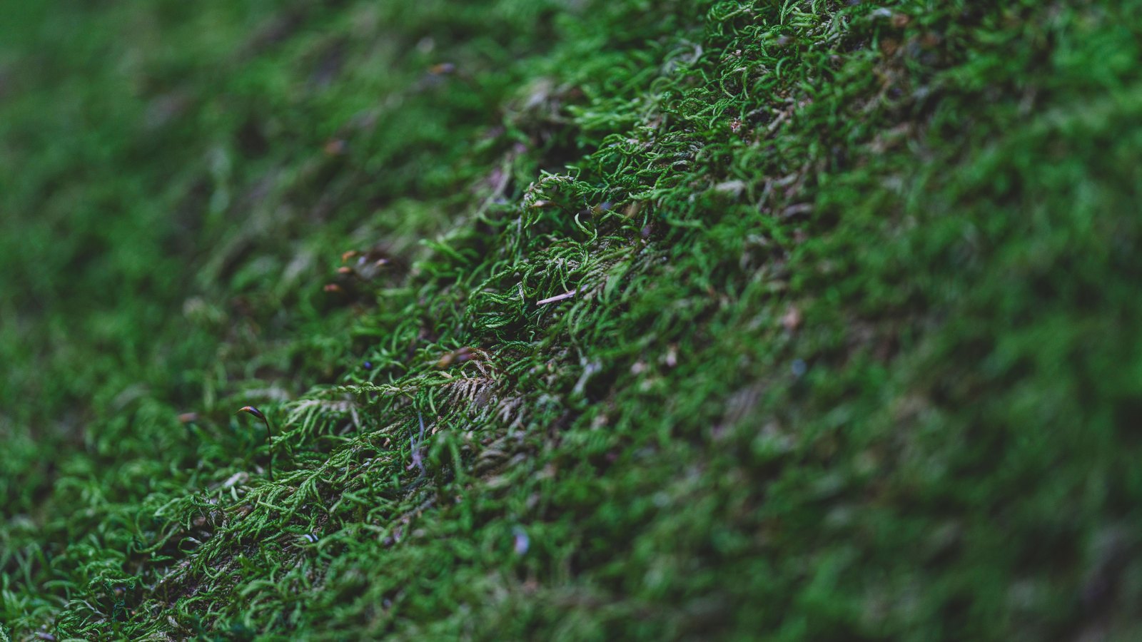 A close photograph of dense green moss growing across a surface, the fine branching fronds sharp through a diagonal band across the middle of the frame and softening out of focus to either side. No text, brand mark, person or place is in view.