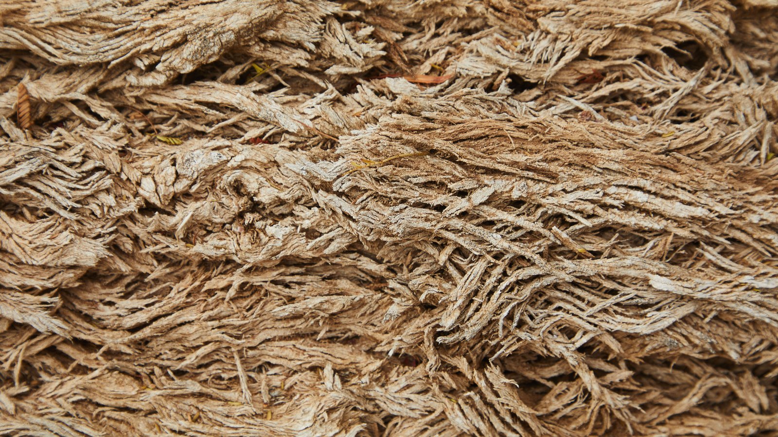 A close photograph of dry shredded plant fibre filling the whole frame, pale tan strands lying in overlapping drifts with a few small dark flecks among them. It is used as a generic illustration. No text, brand mark, person or place is in view.