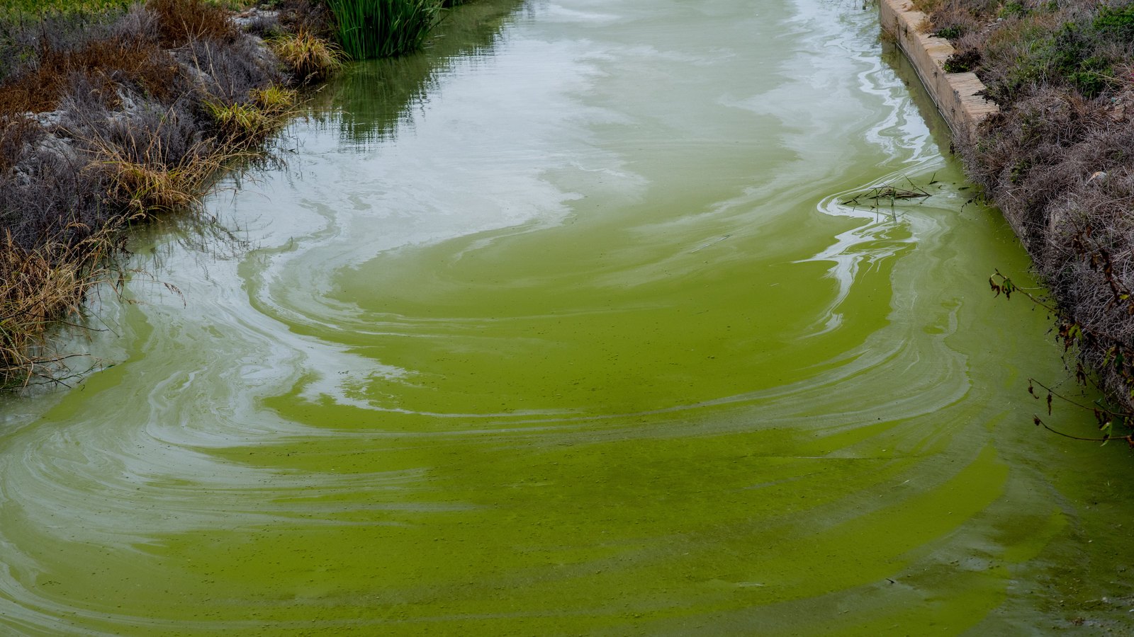 Green algae cover part of a generic waterway. This is not a photograph of this event.